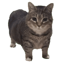 gif of rotating cat